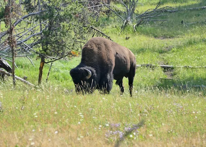 Hotel Bill Ranch 5*
